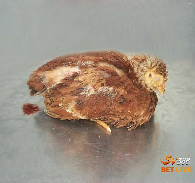 Bệnh cầu trùng và cách thức điều trị phù hợp 2 Thông tin về bệnh cầu trùng xảy ra trên gà